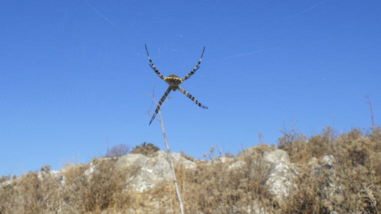 Argiope lobata